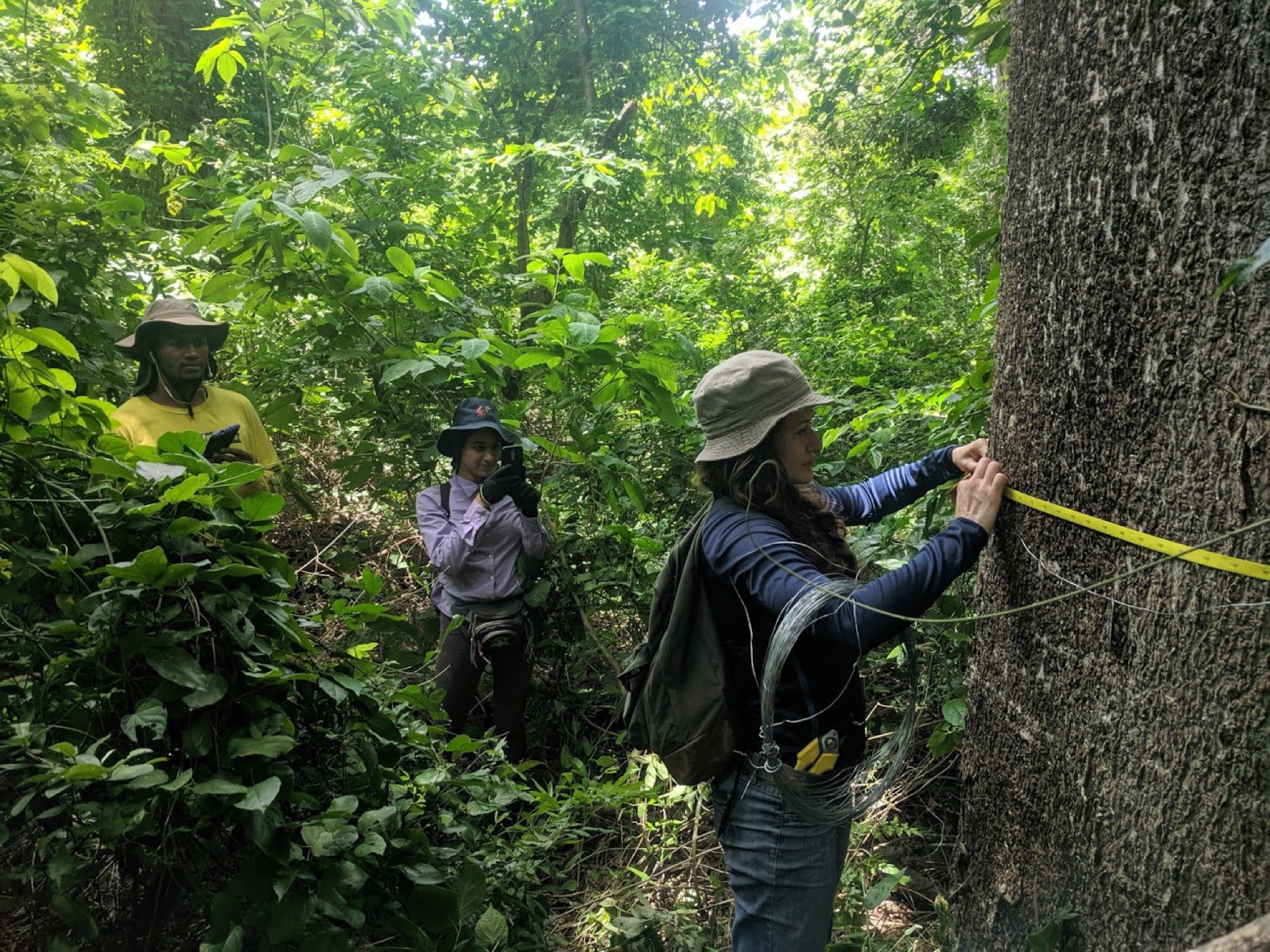 Field team measuring and documenting a large tree