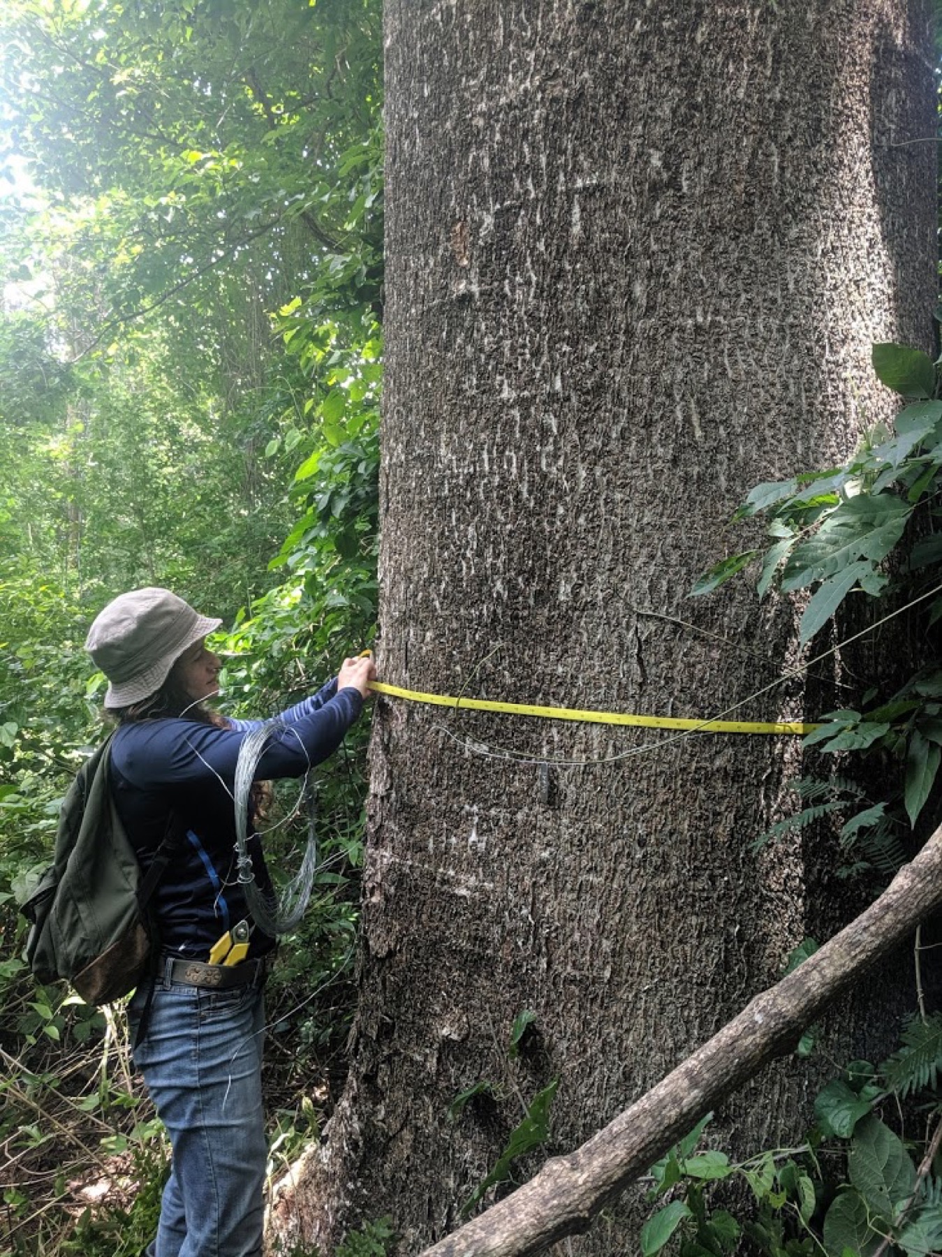 Researcher measuring the circumference of a large tree