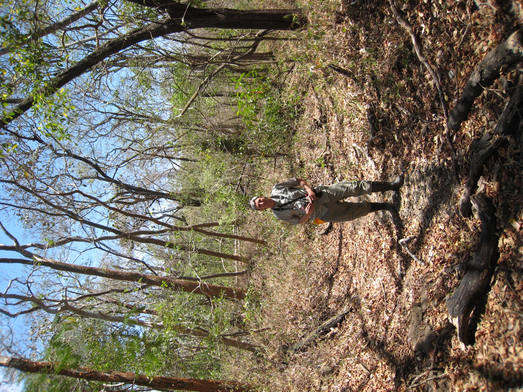 Mapped forest stems and understory