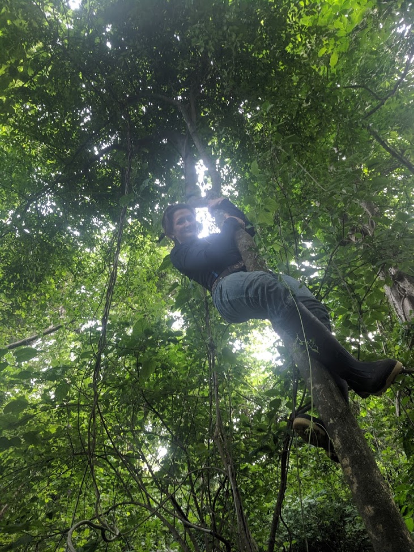 Woody vine and epiphytic growth in the forest canopy