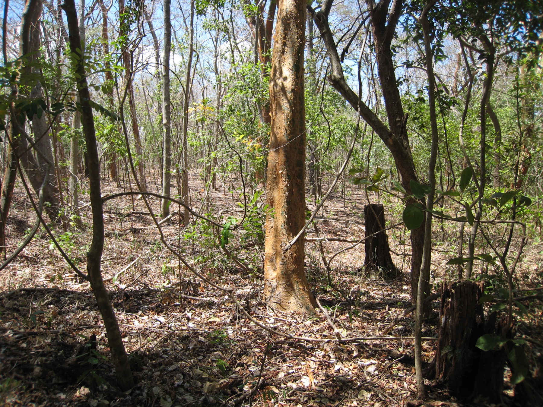Researchers standing among mapped stems in the San Emilio forest