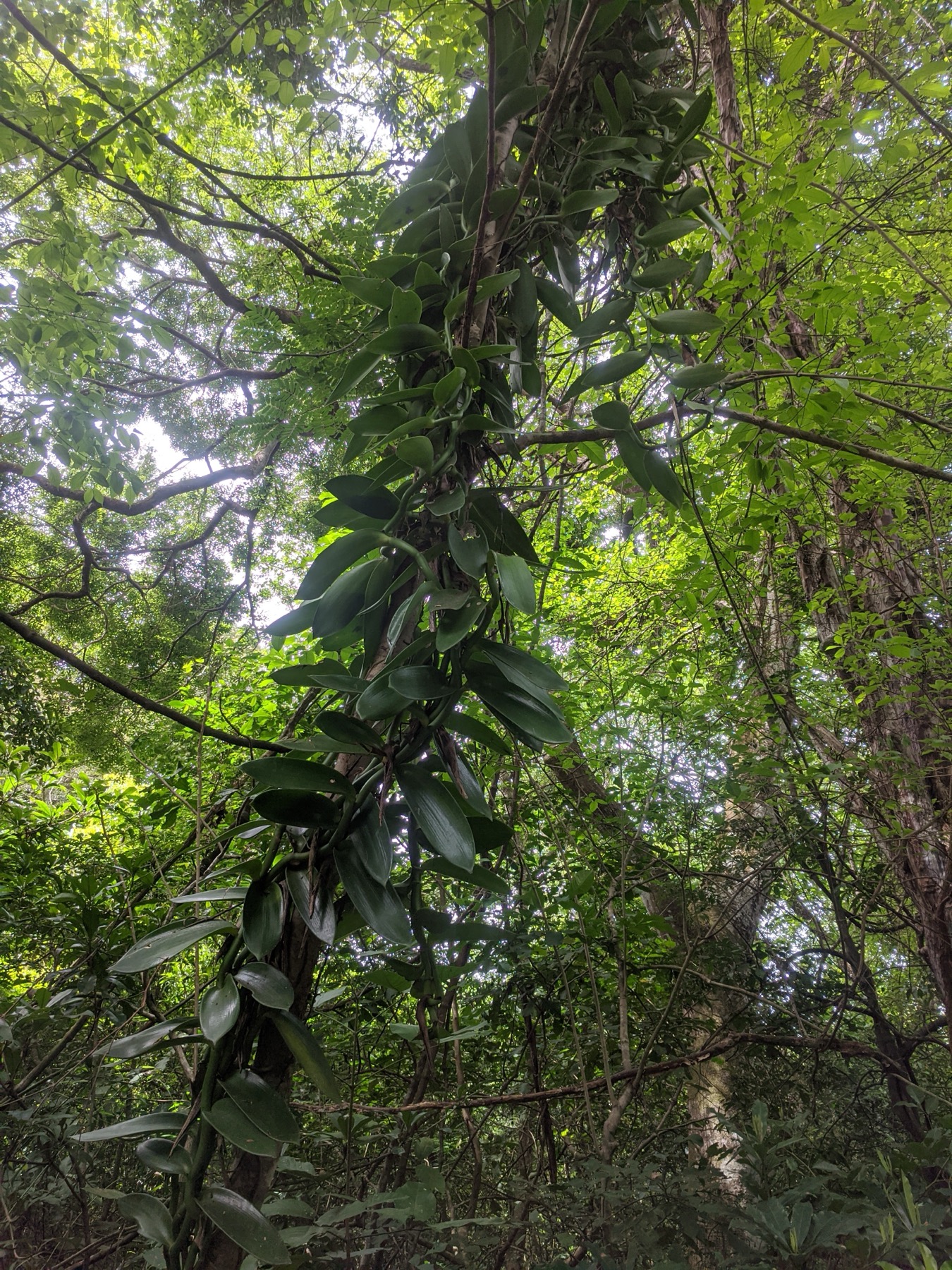 Wet-season canopy and woody vegetation in the plot