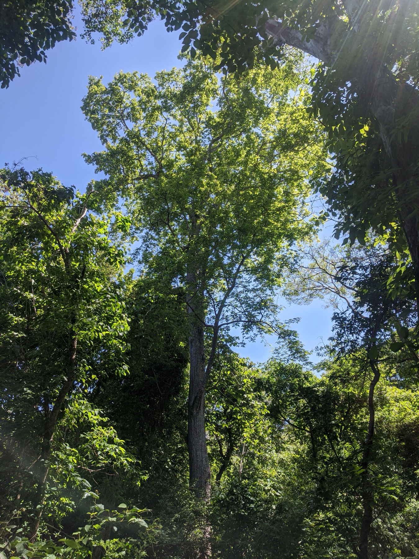Fieldwork in the San Emilio plot