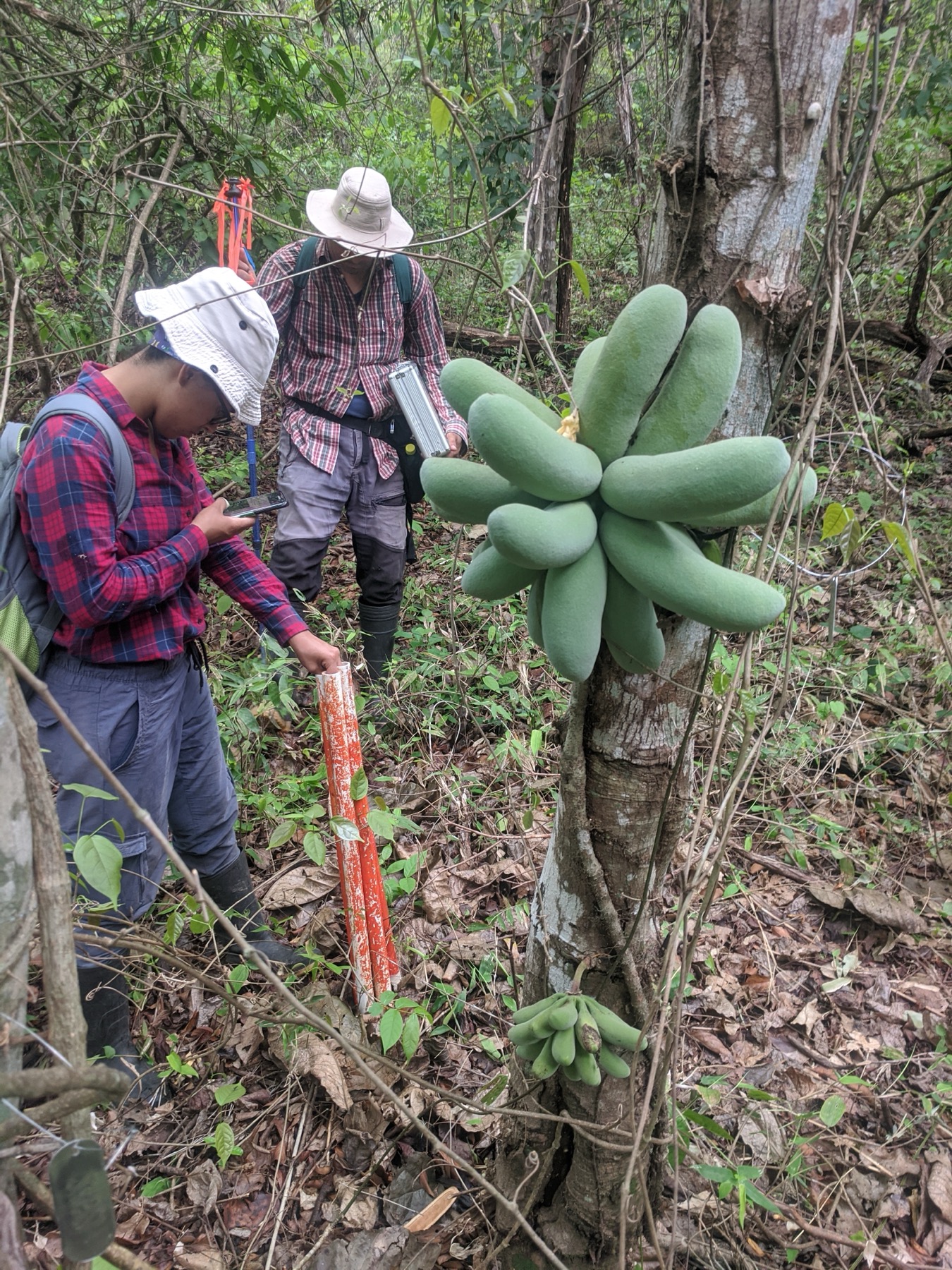 Field researchers recording observations beside a fruiting tree