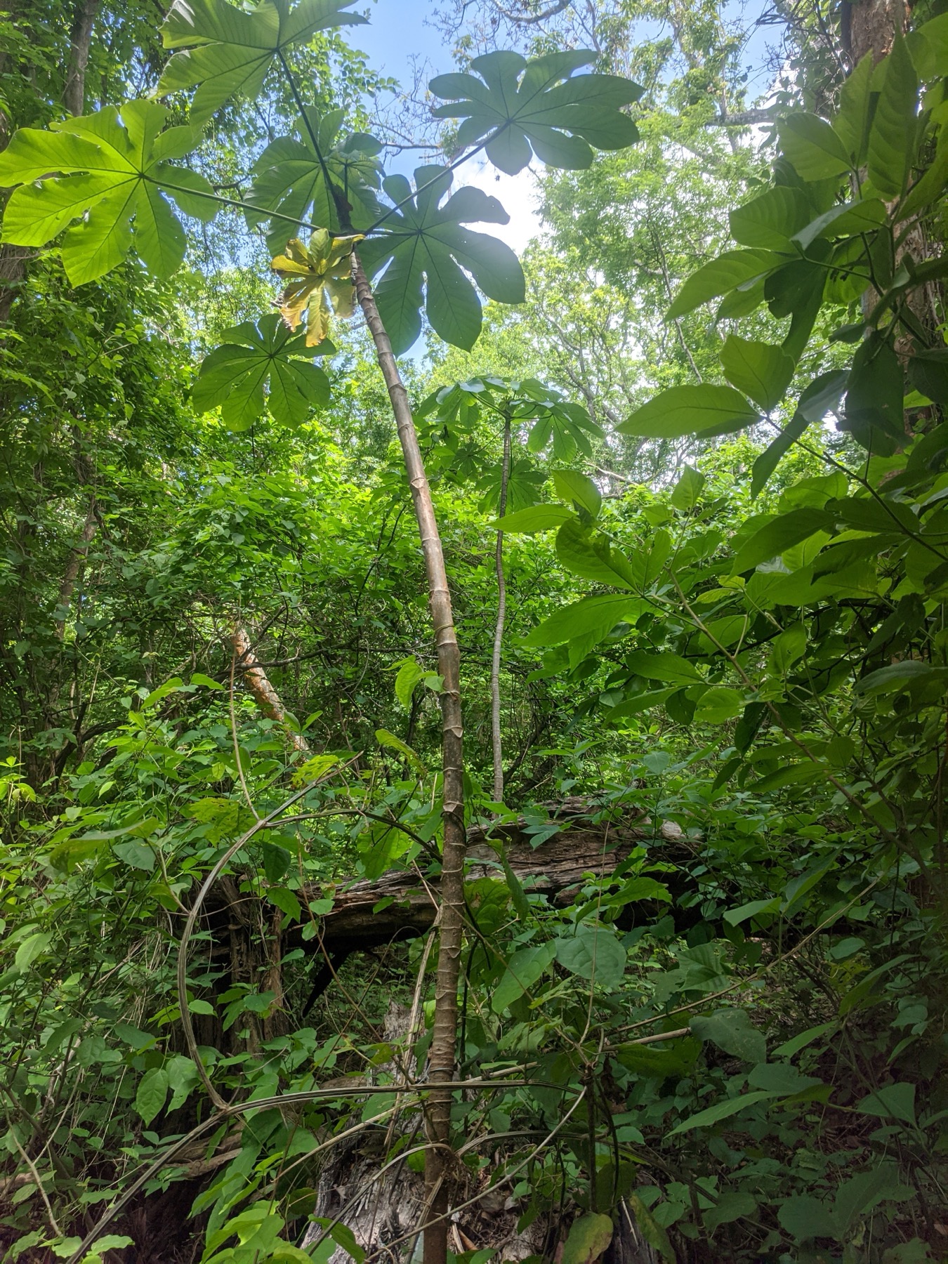 Researcher working above the forest understory
