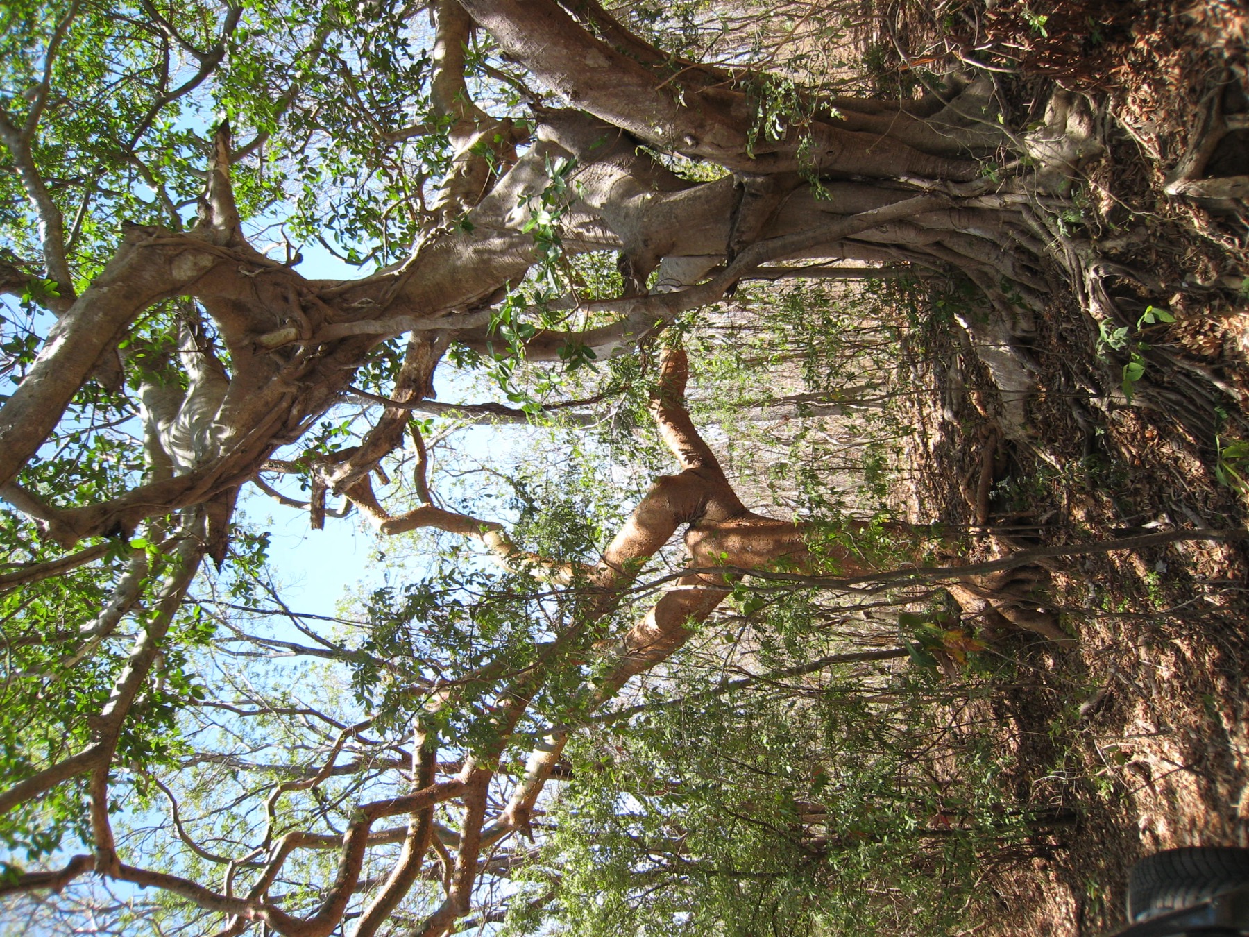 Seasonal forest detail
